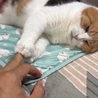 両前足で指を掴んで