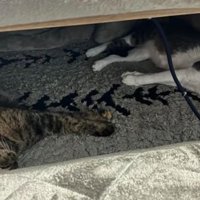 こたつで眠る猫