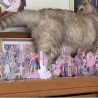 アクリルスタンドが並ぶ棚の上にいる猫の後ろ姿