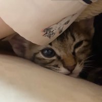 毛布の中にいる子猫