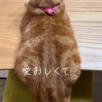 上から見た猫