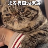 飼い主の腕にだきつくブラウンクラシックタビー