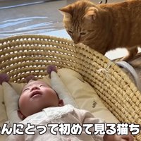 テロップ「双子ちゃんにとって～」