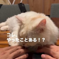 テーブルの上でくつろいでいる猫と猫に触れている人