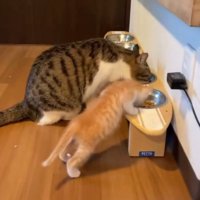 ご飯を覗き込む子猫2