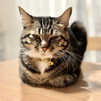 不機嫌そうな猫
