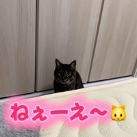 鳴いている猫