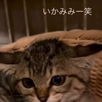 子猫のイカ耳