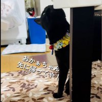 テーブルに顔をこすりつけている猫