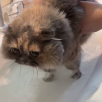 洗面台に入る猫