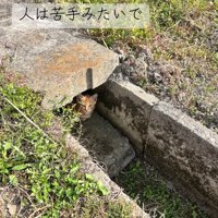 隠れる子猫