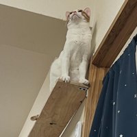 キャットウォークを歩く猫