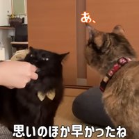 おやつを食べる猫達