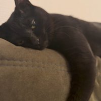 カウチの上に寝そべる猫