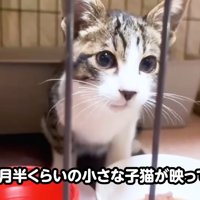 ケージの中にいる子猫