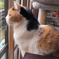 三毛猫さんの横顔