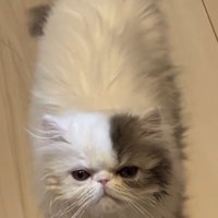 口を閉じている猫