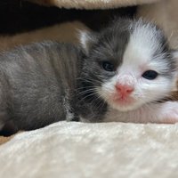 カメラを見つめる子猫