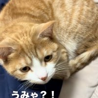 返事する猫