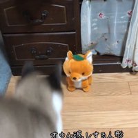 飛び上がる猫たち