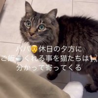 人の足元にいる猫