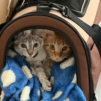ペットキャリーを寝床にしている二匹の猫