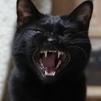 大口を開けている黒猫