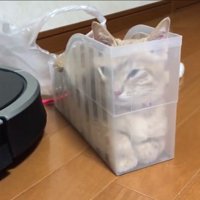 調整するひのきちゃん2