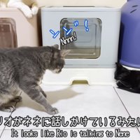 子猫を見つめる成猫