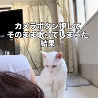 眠るママを起こす白猫