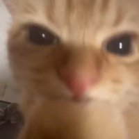 前足を甘噛みする猫