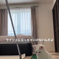 ゴルフの練習をしている人とそれを見ている子猫