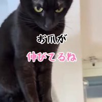 キャットタワーの上の黒猫