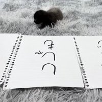 田中と書かれた紙を見つめている子猫（体真っ直ぐ）