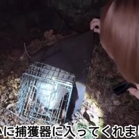 捕獲器の中にいる白い猫