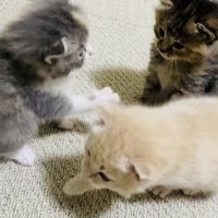 焦げ茶子猫に猫パンチするグレー子猫とそっぽを向くクリーム子猫
