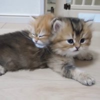 寝てる猫と起きた猫