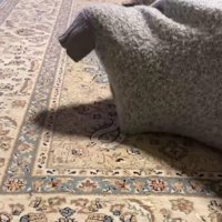 セーターに入った猫