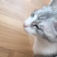 撫でられる猫