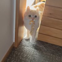 猫じゃらしを咥えるさつきちゃん