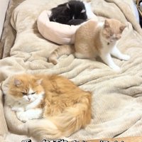 ベッドの上にいる三匹の猫