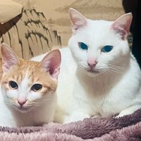 隣に並んでくつろぐ白猫と茶白猫