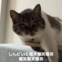 伸びをする猫