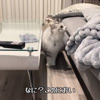 匂いを嗅ぐ猫