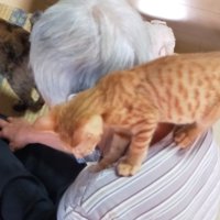 肩に乗る猫