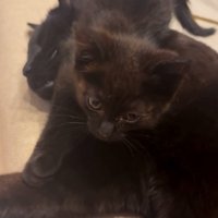先住猫さんの前足付近に座るちこちゃん