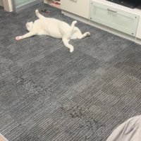 転がる猫