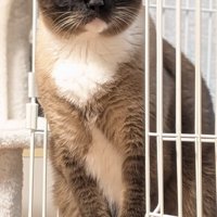 ケージの外を見る猫