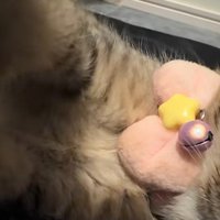 横になっている子猫