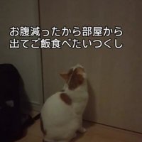 ドアの前に佇む猫